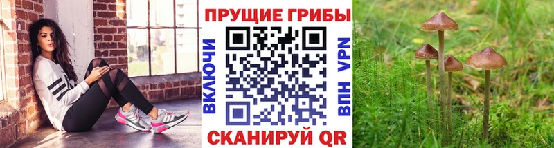 закладка Оха Псилоцибиновые грибы прущие грибы